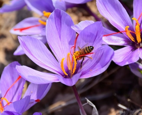 زعفران